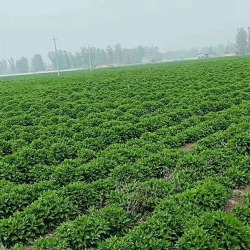 河北藥材種植戶(hù)種植菊花——李先生